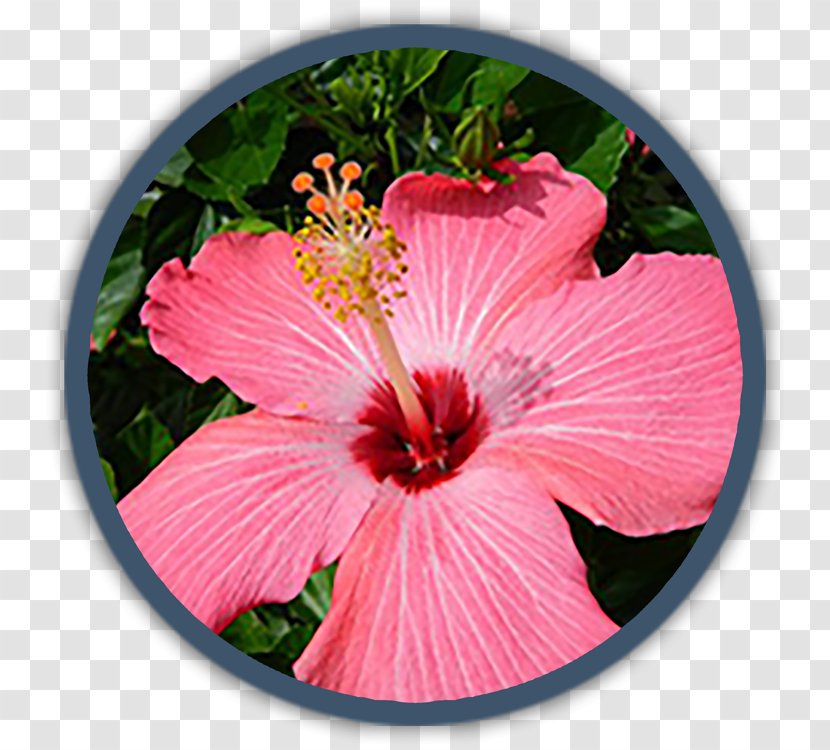 Tropical Climate Tropics Garden Flower - Hibiscus - Edible Weeds In Your Yard Transparent PNG