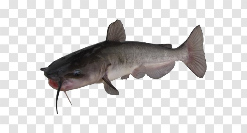 Channel Catfish Yellow Bullhead Brown White - Cod Transparent PNG