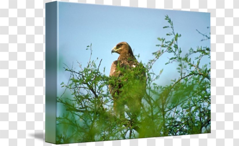 Ecosystem Fauna Beak - Grass - French Imperial Eagle Transparent PNG