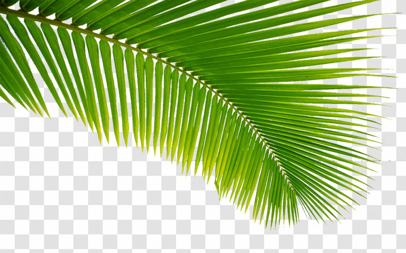 Palm Sunday Easter Bible Holy Week Wish - Tree Transparent PNG