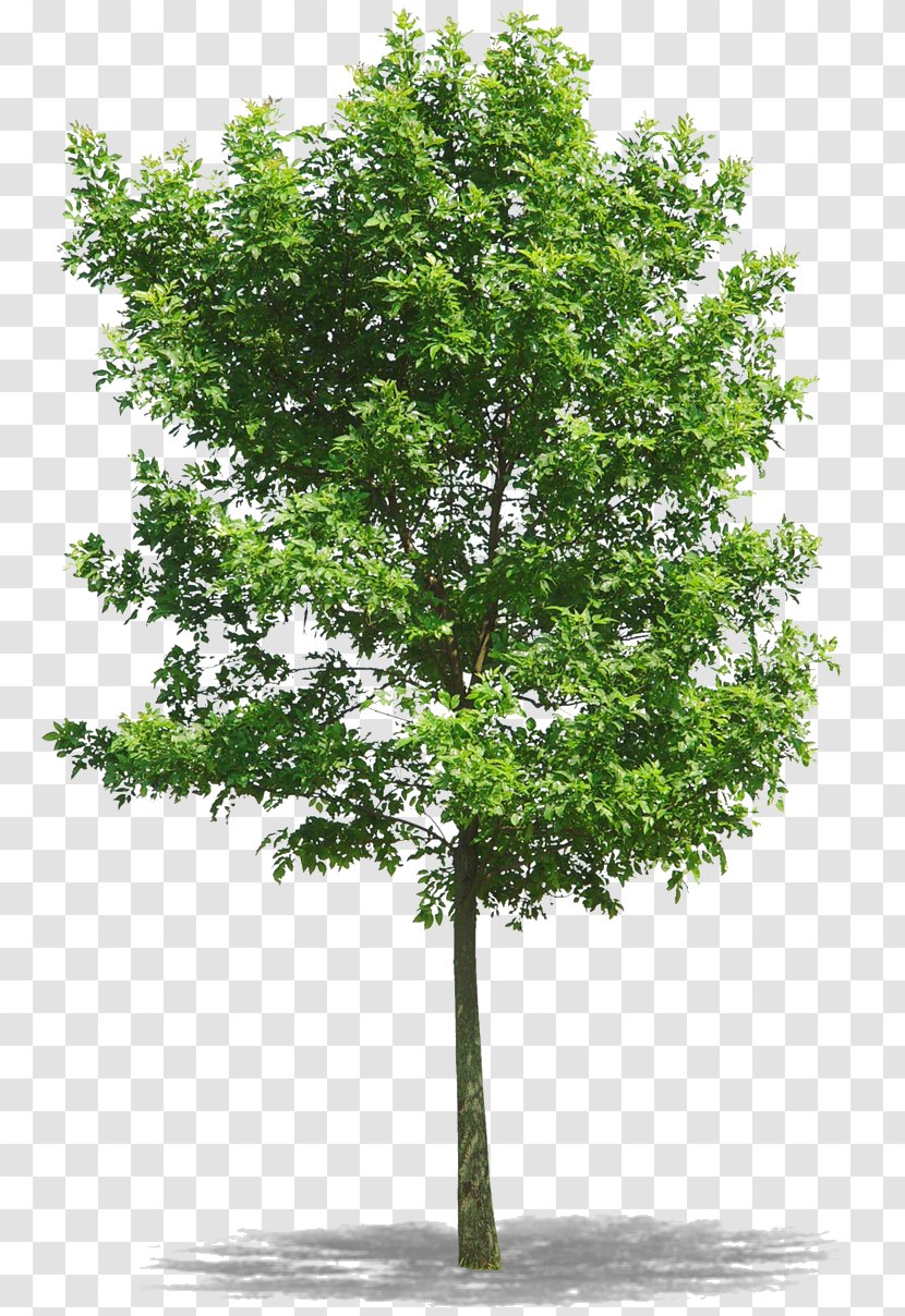Tree Northern Red Oak - Leaf Transparent PNG