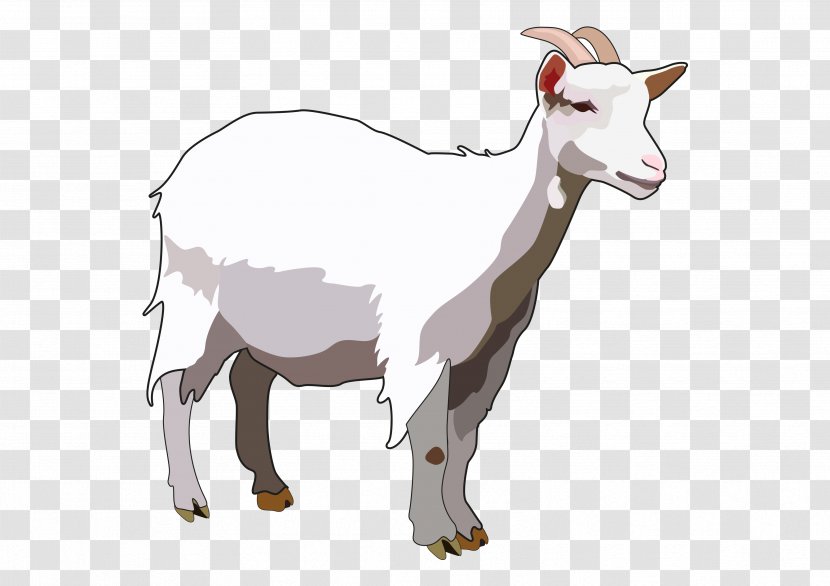 Sheep Ahuntz Canary Islands Majorera Island Goat Transparent PNG