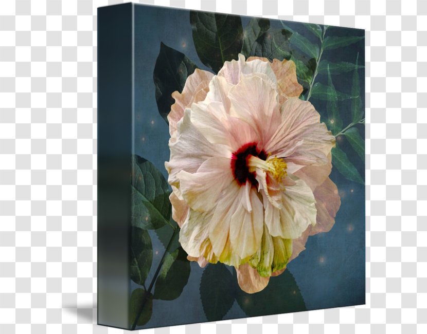 Gallery Wrap Hibiscus Mallows Flowering Plant - Moonlight Watercolor Transparent PNG