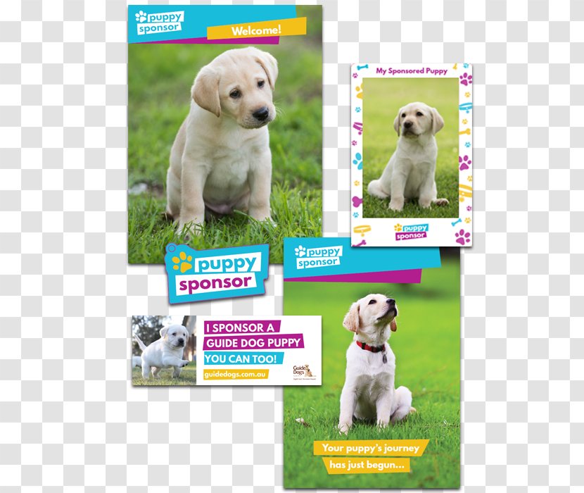 Labrador Retriever Golden Puppy Dog Breed Companion - Love Transparent PNG
