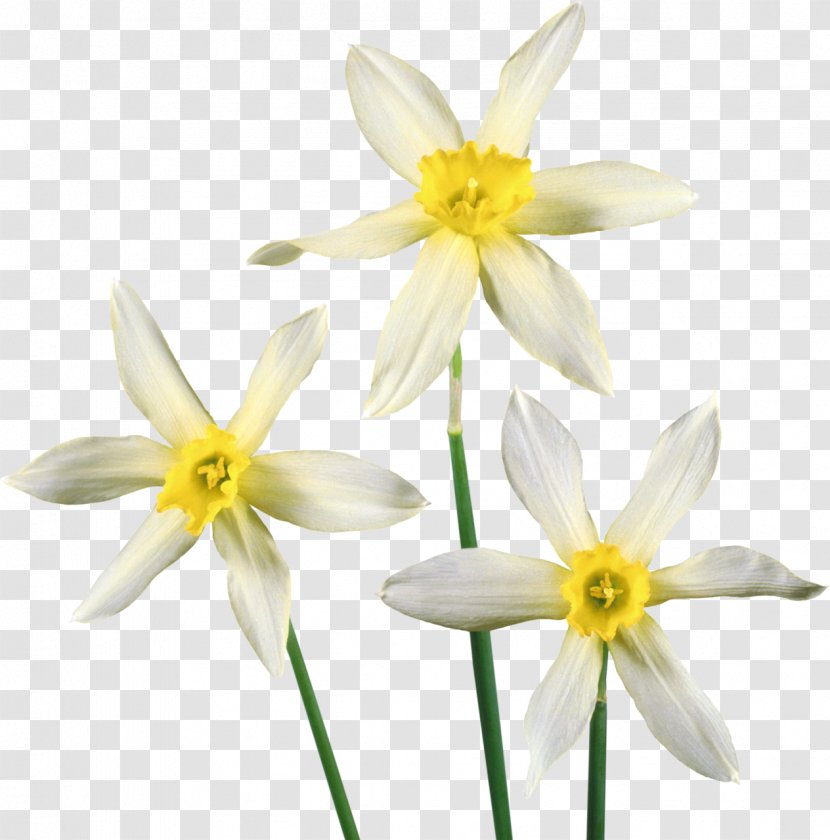 Flower Daffodil Clip Art - Blossom - Narcissus Transparent PNG