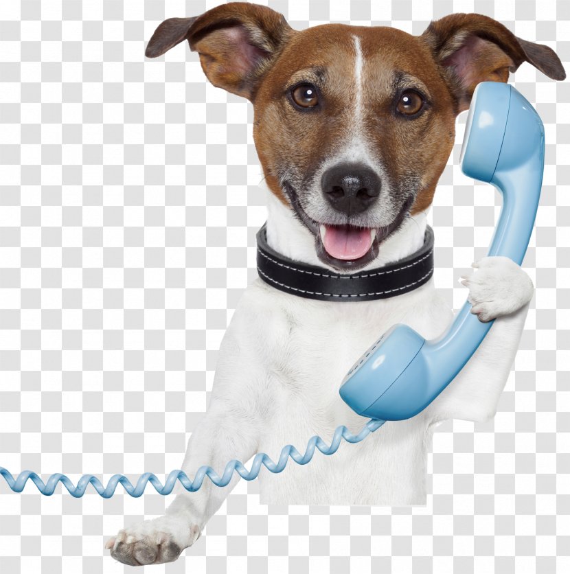 Dog Pet Sitting Telephone Stock Photography Mobile Phones Transparent PNG