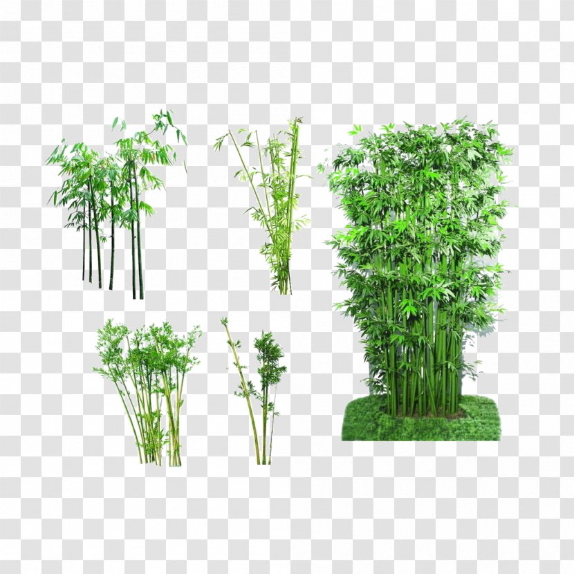 Bamboo Giant Panda Bonsai - Plant Stem - Silhouette Picture Material,Green Transparent PNG