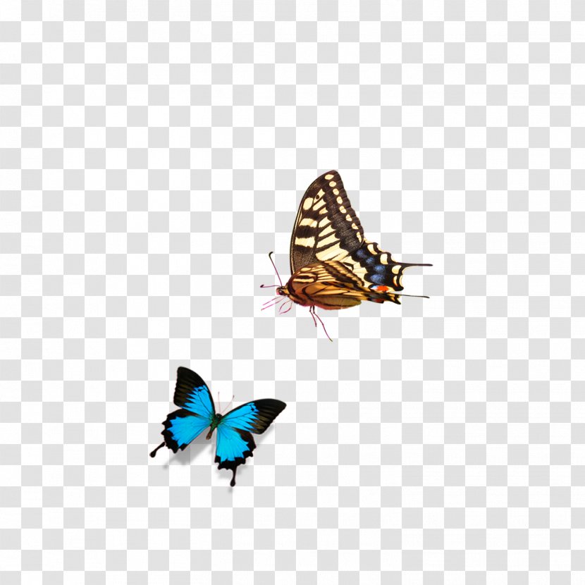 Butterfly Nymphalidae Transparent PNG