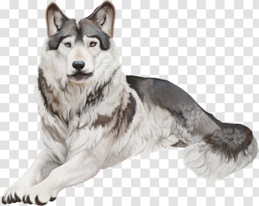 Saarloos Wolfdog Siberian Husky Tamaskan Dog Czechoslovakian East Laika - Northern Inuit - Archie Transparent PNG