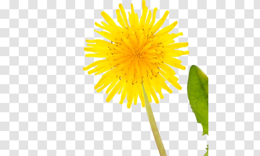 Allergy Daisy Family Cut Flowers Pollen - Chrysanths Transparent PNG