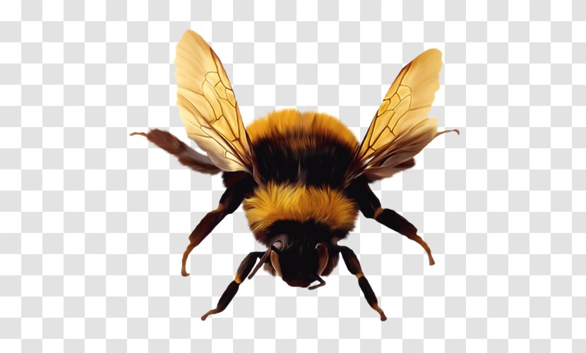 Bee Insect Image Illustration - Organism Transparent PNG