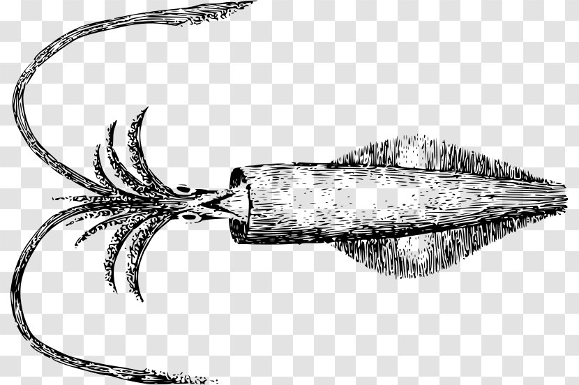 Giant Squid Line Art Octopus - Cuttlefish - Drawing Transparent PNG