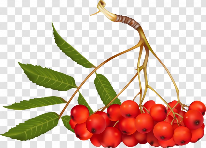 Mountain-ash Photography Clip Art - Local Food - Berries Transparent PNG