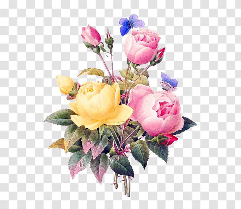 Rose Flower Pierre-Joseph Redouté (1759-1840) Retro Style - Floristry Transparent PNG