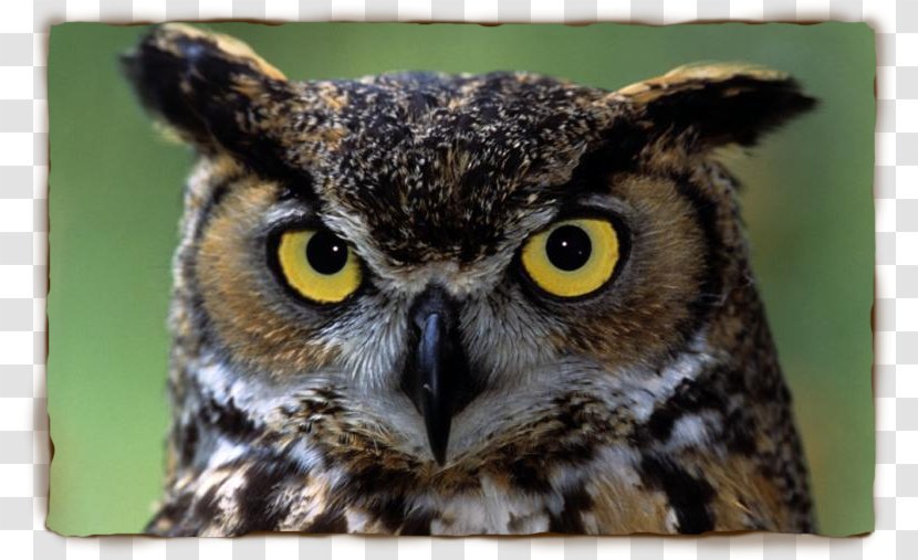 Great Horned Owl Indian Eagle-owl Eurasian Bird - Eagleowl Transparent PNG