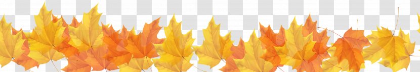 Autumn Maple Leaf - Poster - Yellow Border Transparent PNG