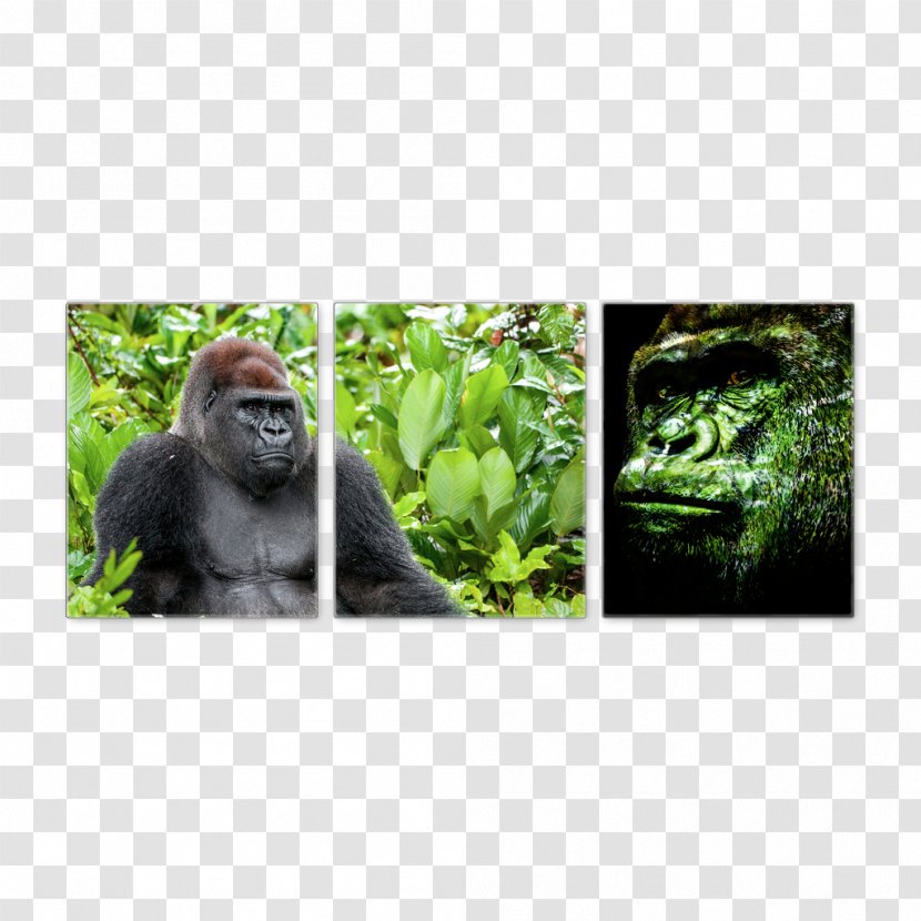 Gorilla Wildlife Terrestrial Animal Ape Transparent PNG