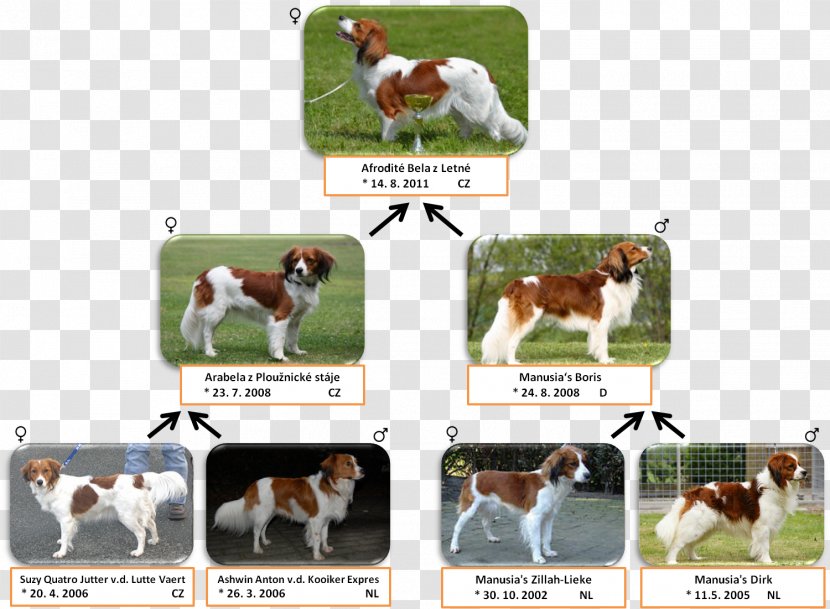 English Foxhound Dog Breed Sporting Group - Hound - Horse Like Mammal Transparent PNG