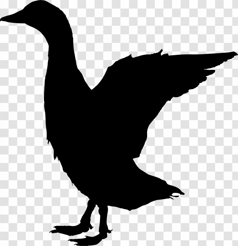 Duck Goose Clip Art Feather Fowl - Waterfowl - Seabird Transparent PNG