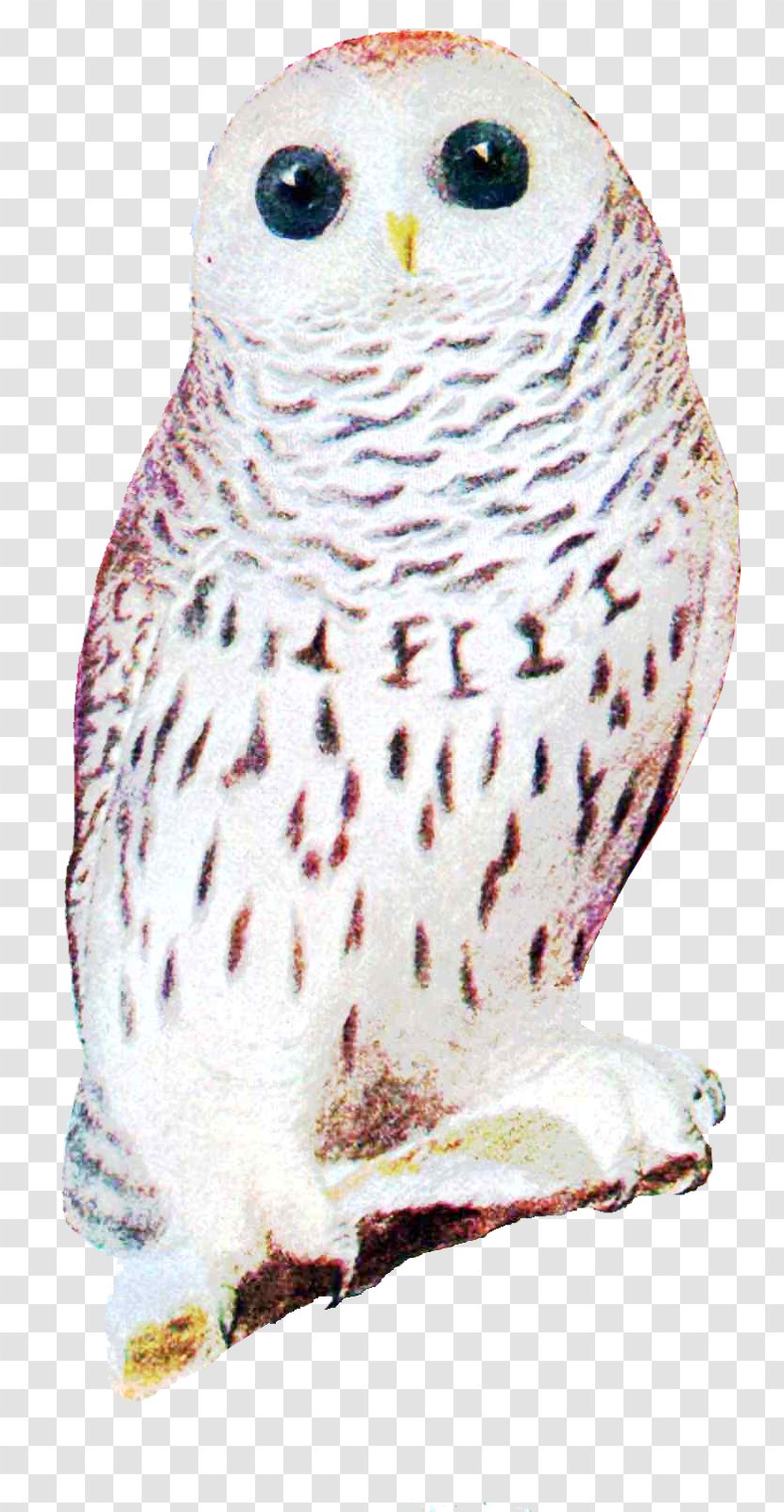 Great Grey Owl Snowy Beak Zazzle Transparent PNG