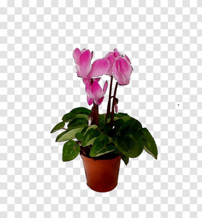 Cyclamen Moth Orchids Flowerpot Houseplant Cut Flowers - Anthurium - Orchid Transparent PNG
