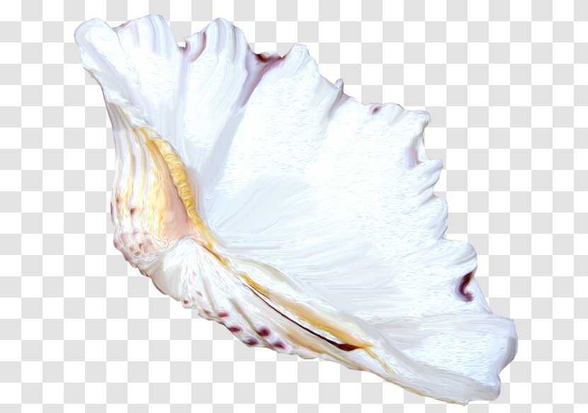 Seashell Shankha Mollusc Shell Clip Art Transparent PNG