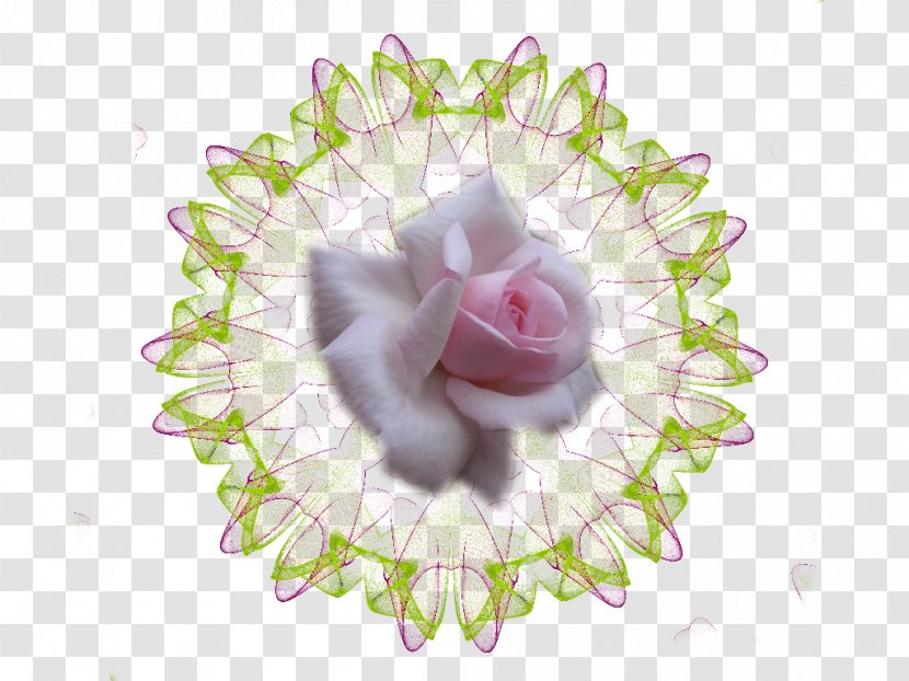 Cut Flowers Floral Design Image Desktop Wallpaper - Rose - Morning Glory Transparent PNG
