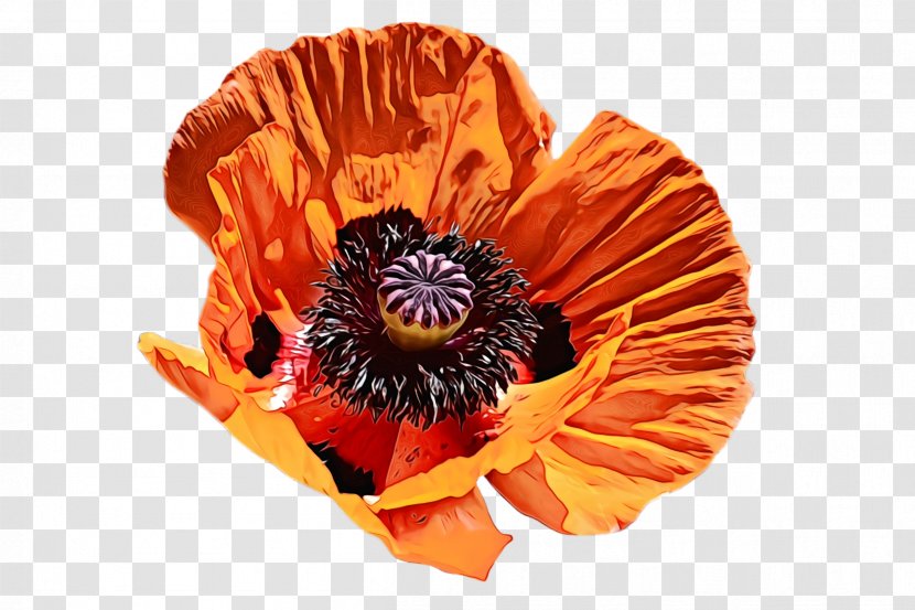 Orange - Poppy - Pollen Corn Transparent PNG