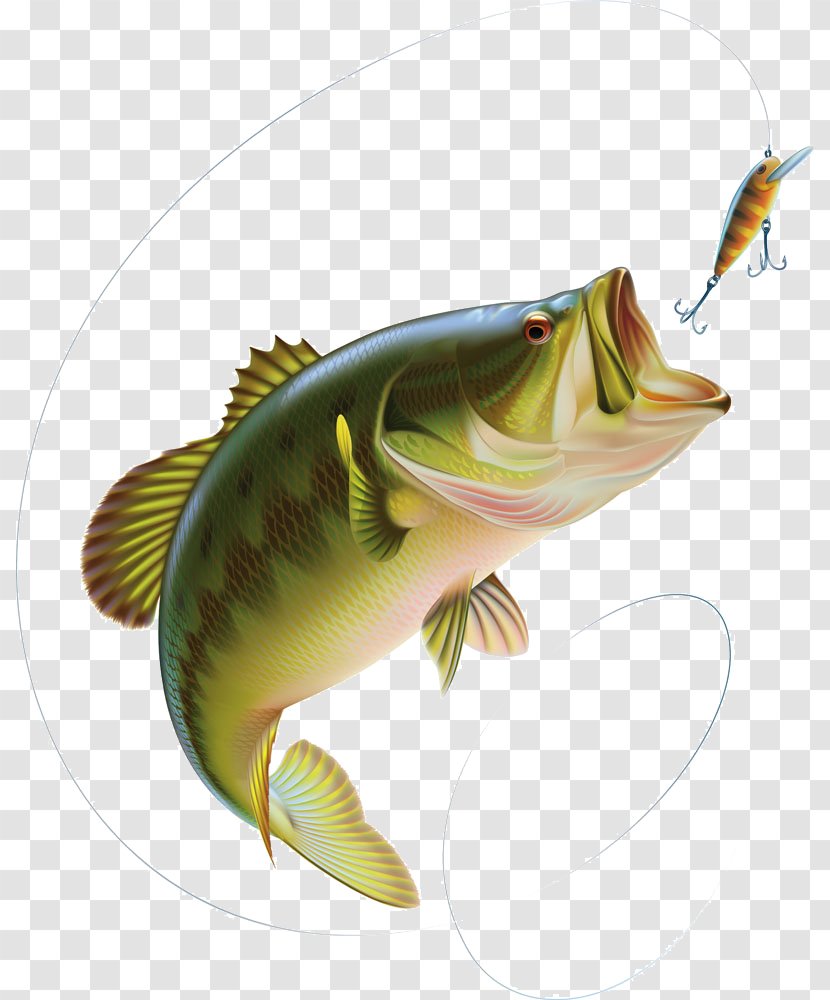 Largemouth Bass Clip Art - Organism - Bait Fish Transparent PNG