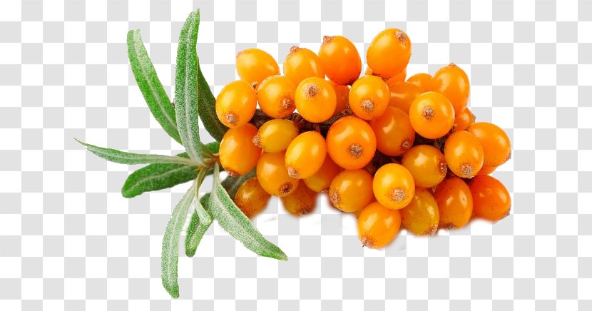 Sea Buckthorn Oil Seaberry Skin Care - Seabuckthornhd Transparent PNG