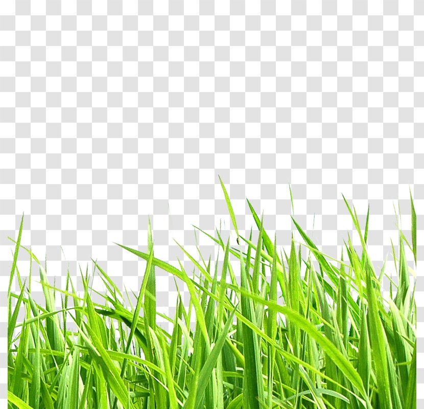 Adobe Illustrator Clip Art - Lawn - Meadow Transparent PNG