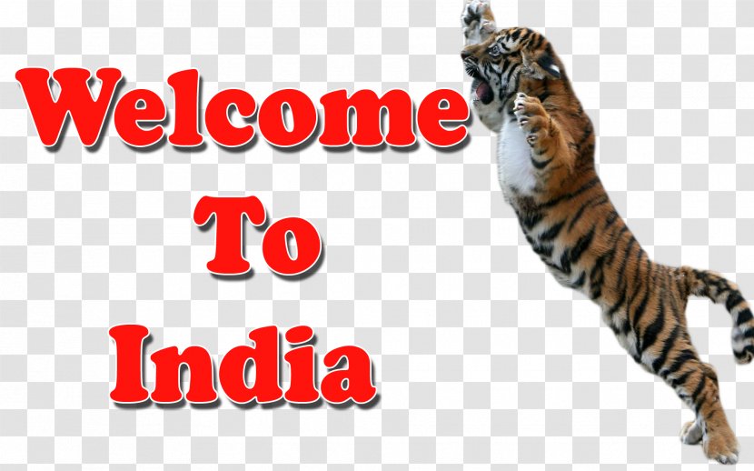 Whiskers Tiger Cat India Wildlife - Logo Transparent PNG