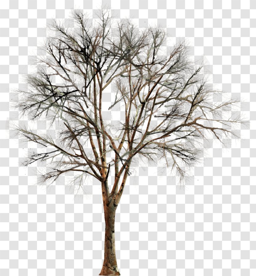 Clip Art Tree Conifers Garden - Plant - Bahan Transparent PNG