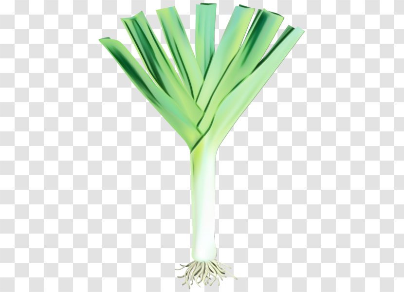 Leek Vegetable Green Plant Allium - Stem - Chives Grass Transparent PNG