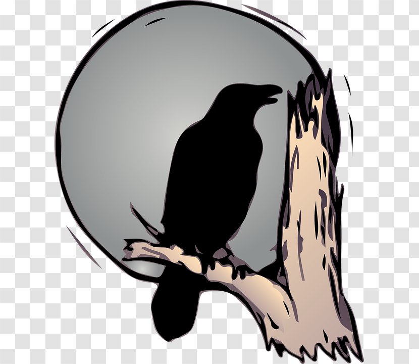 Bird Common Raven American Crow Drawing - Family Transparent PNG