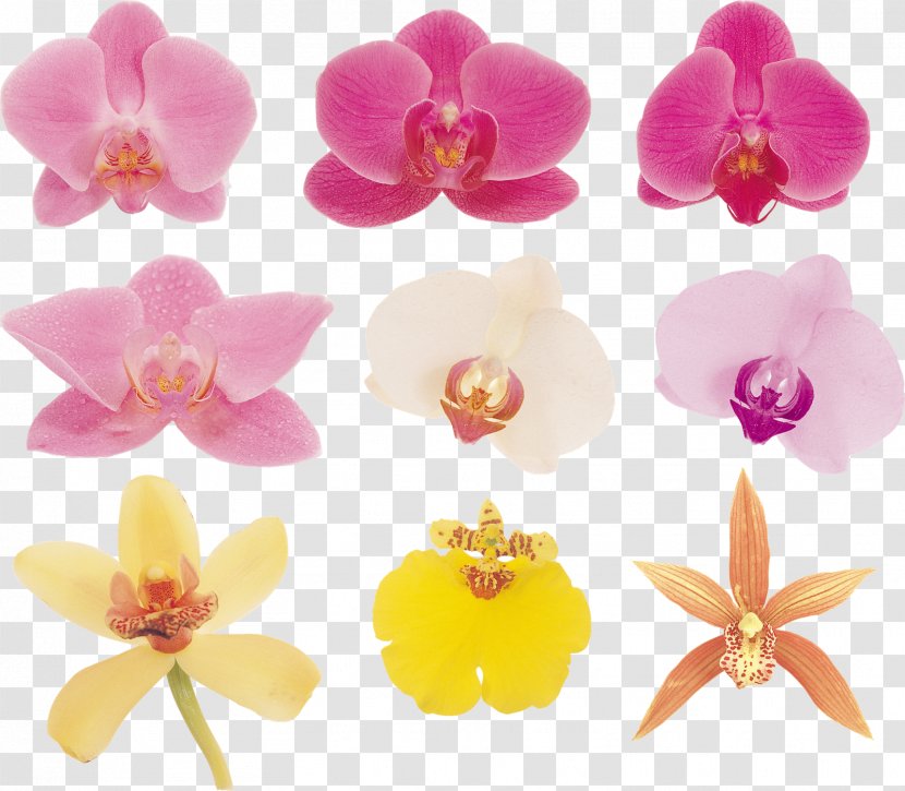 Moth Orchids Flower Plant Clip Art Transparent PNG