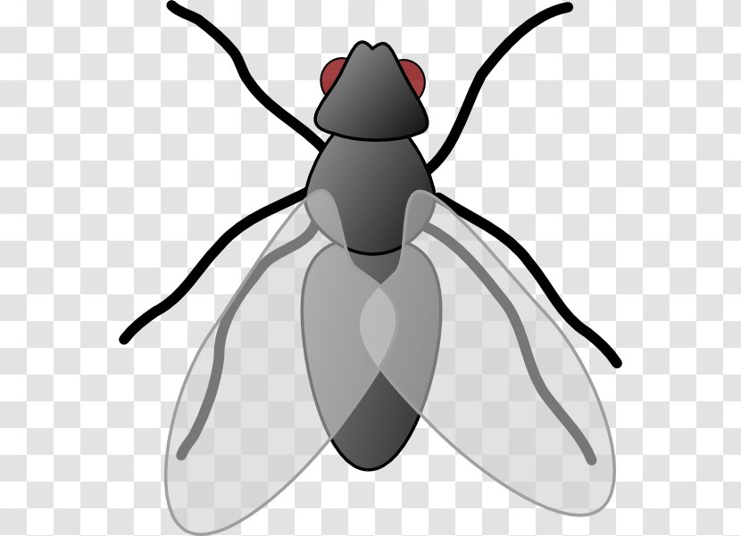 Insect Fly Free Content Clip Art - Royaltyfree - Housefly Cliparts Transparent PNG