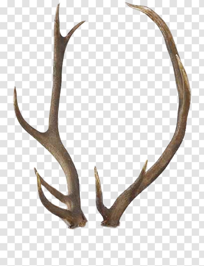 Reindeer Antler Elk White-tailed Deer - Animal Product - Horn Transparent PNG