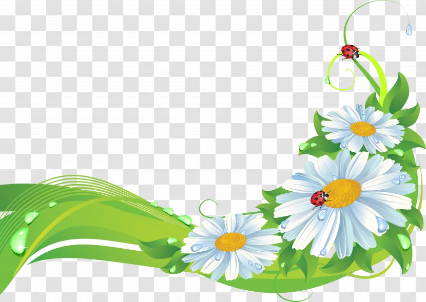 Flower Picture Frames Stock Photography - Floristry - Camomile Transparent PNG