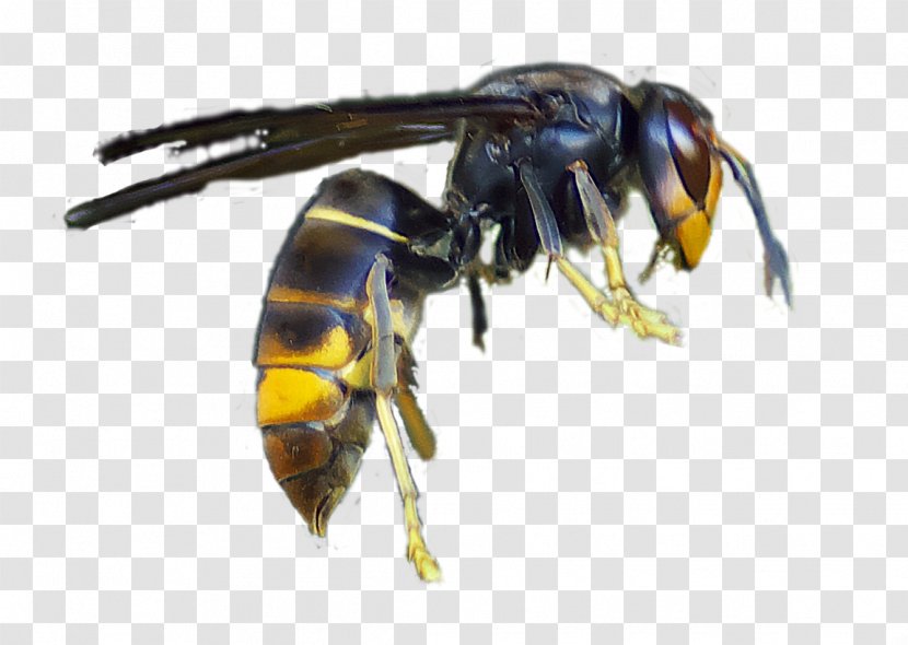 Honey Bee Asian Hornet Giant Wasp - Beekeeping Transparent PNG