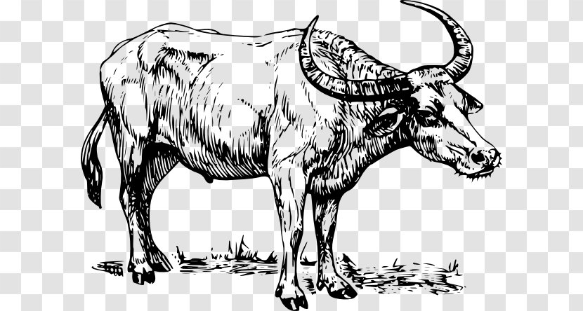 Download Clip Art - Livestock - Zebu Transparent PNG