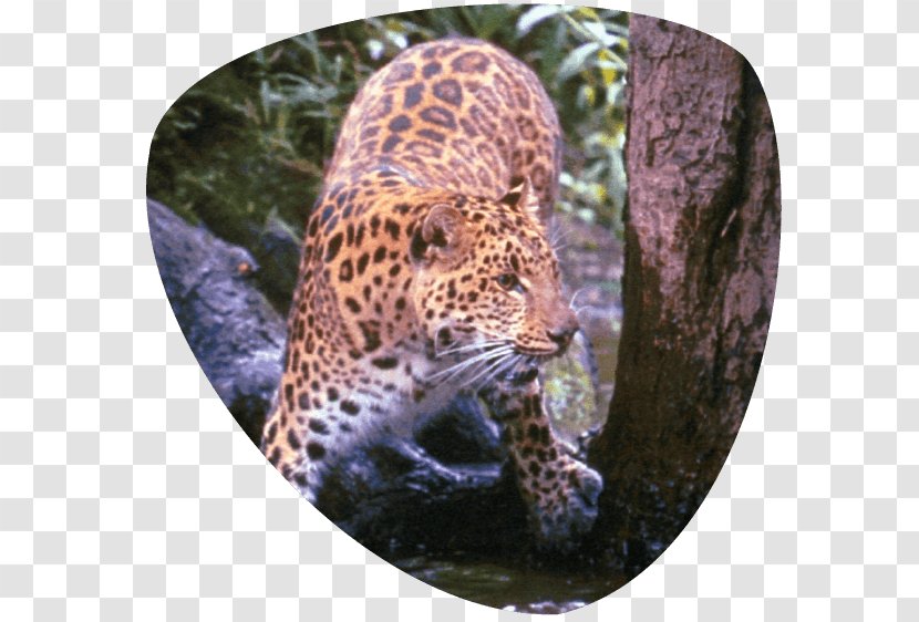 Leopard Great Cats World Park Jaguar Cheetah Whiskers - Carnivoran - Cat Transparent PNG