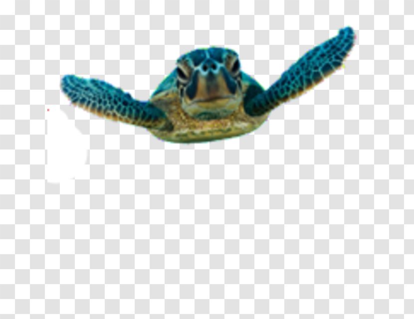 Green Sea Turtle Belize Barrier Reef Hol Chan Marine Reserve Transparent PNG