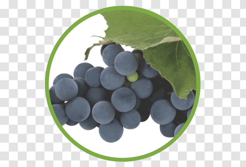 Concord Grape Food Seedless Fruit Grapevines - Plant - Seed Transparent PNG
