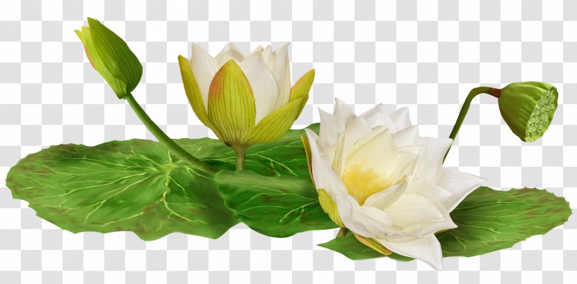 Water Lily Clip Art - Plant - Lotus Leaf Pattern Transparent PNG