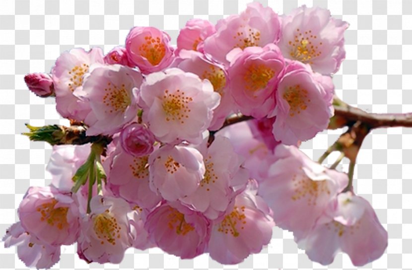 Cherry Blossom Clip Art Transparent PNG