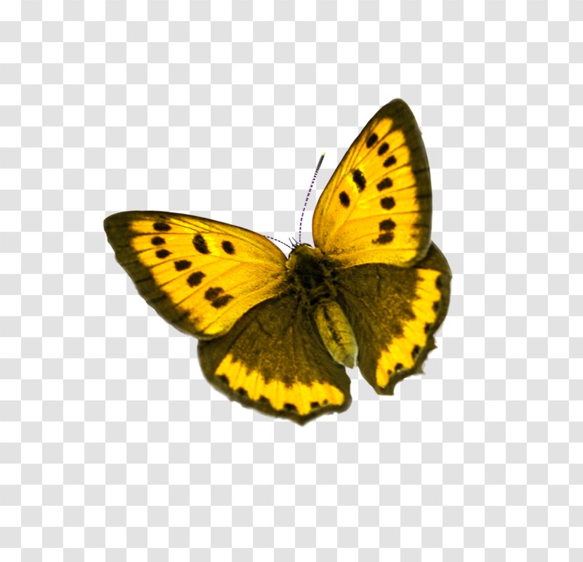 Butterfly Colias Icon - Monarch Transparent PNG