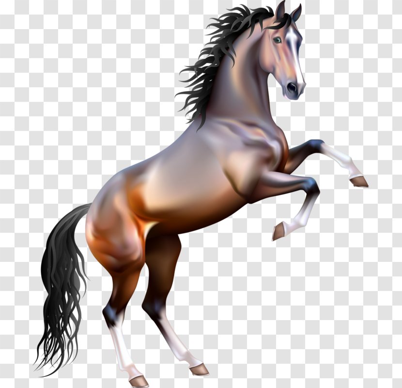 Mustang Rearing Arabian Horse Clip Art - Muscle Transparent PNG