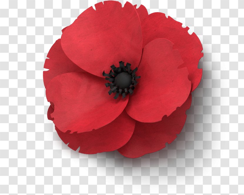 Remembrance Poppy Flower In Flanders Fields Armistice Day - Opium - Poppies Transparent PNG