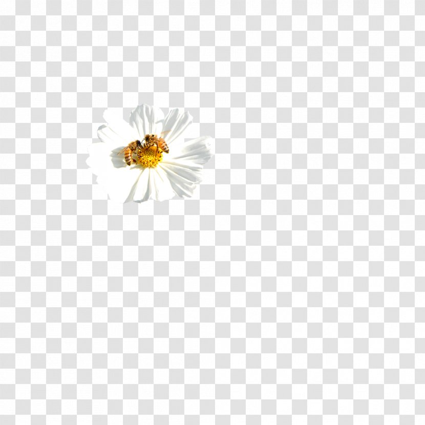 Honey Bee Yellow Pattern - Chrysanthemum Transparent PNG
